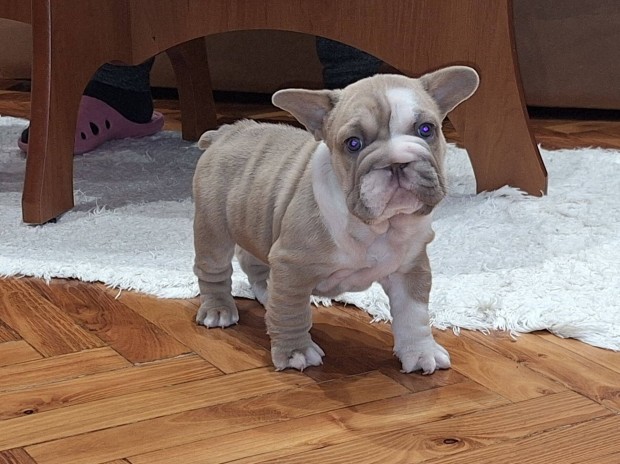 Francia Bulldog BIG Rope izabella foltos kislny