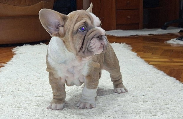 Francia Bulldog Big Rope Kislny