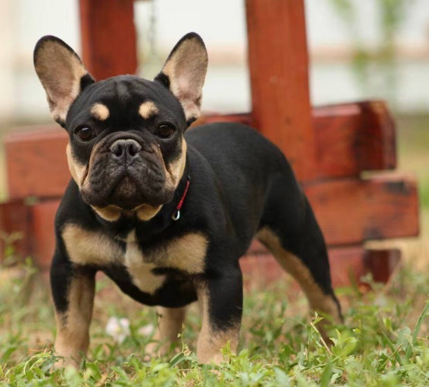 Francia Bulldog Black Tan kisfi