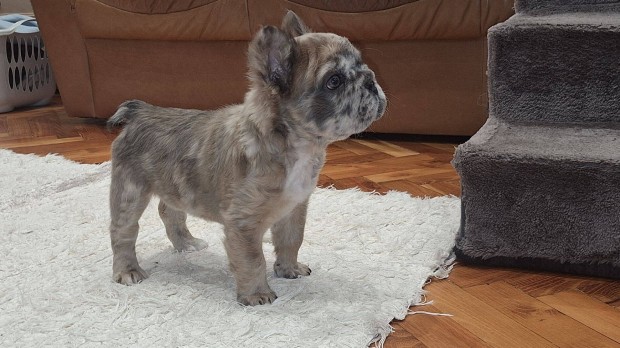 Francia Bulldog Fluffy Big Rope merle kislány