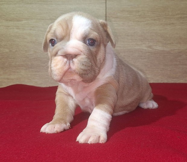 Francia Bulldog Izabella szn Big Rope