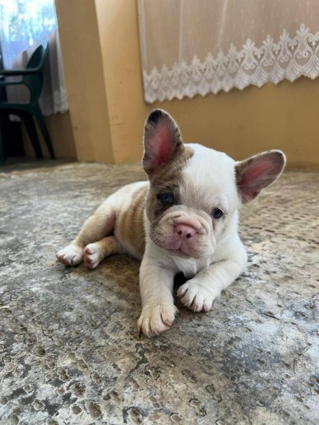 Francia Bulldog Jelleg Fluffy Hordoz