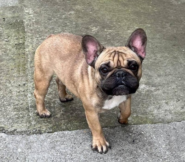 Francia Bulldog Kisfi!