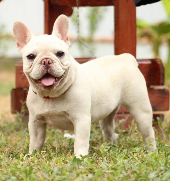 Francia Bulldog Krm Kislny