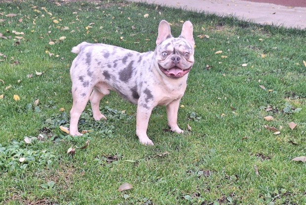 Francia Bulldog Lila Tan Merle Kan