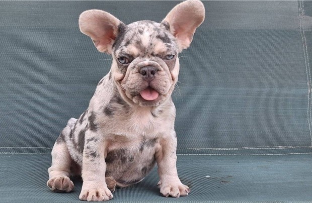 Francia Bulldog Lilac merle Tan kislny