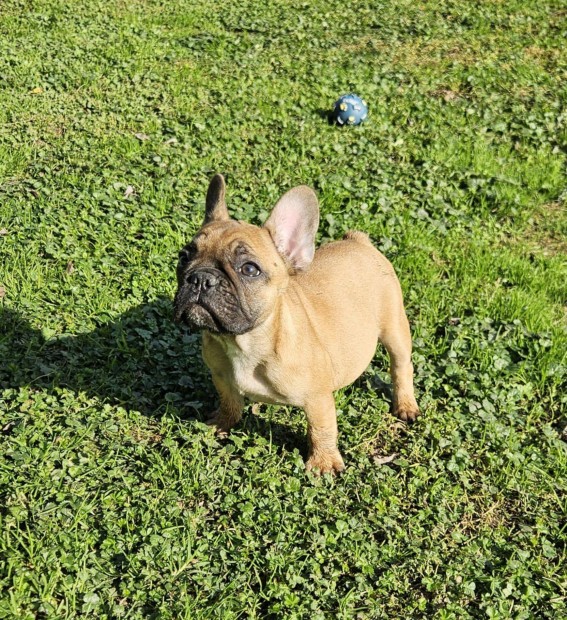 Francia Bulldog Trzsknyvezett kiskutyk eladk!