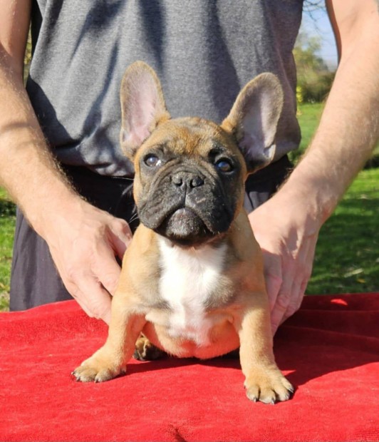 Francia Bulldog Trzsknyvezett kiskutyk eladk!