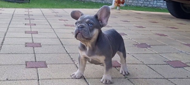 Francia Bulldog fajtatiszta jellegű kiskutyák kaphatók!