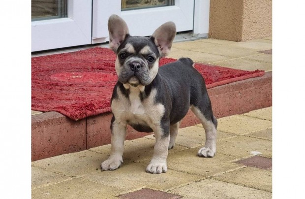 Francia Bulldog fajtatiszta jellegű kölykök!