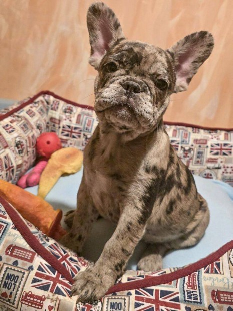 Francia Bulldog jellegű szuka kiskutya