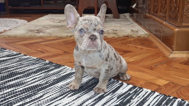 Francia Bulldog kiskutyk