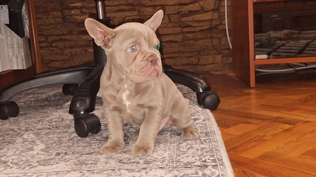 Francia Bulldog kiskutyk