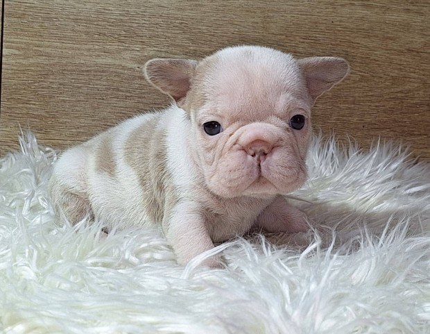 Francia Bulldog kiskutyk