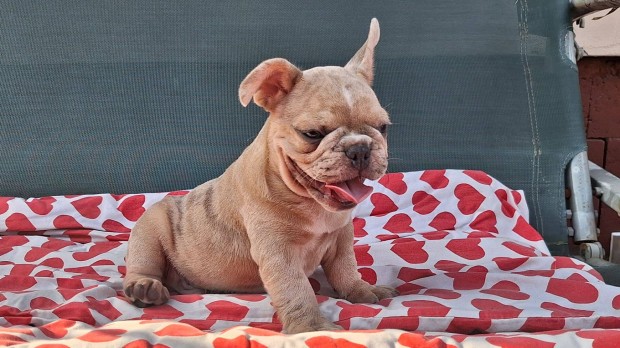 Francia Bulldog kiskutyk