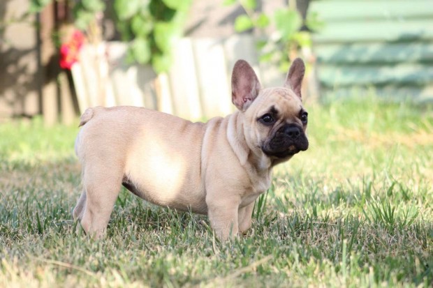 Francia Bulldog kislny bzs