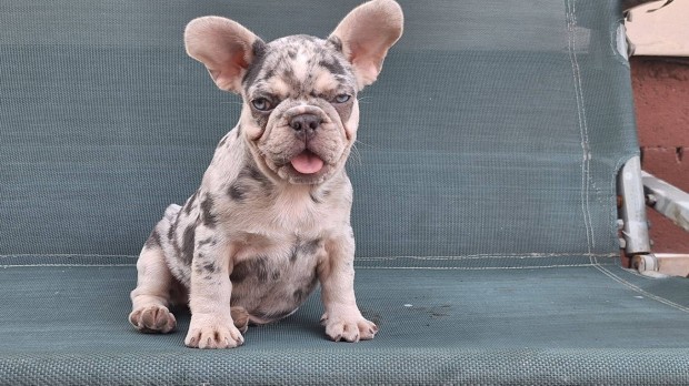 Francia Bulldog lilac merle Tan kislny