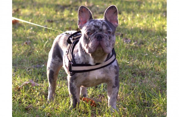 Francia Bulldog lilac-merle kan fedez!