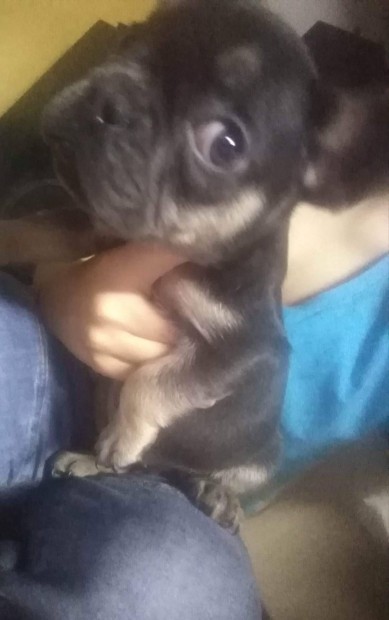 Francia buldog kiskutyák