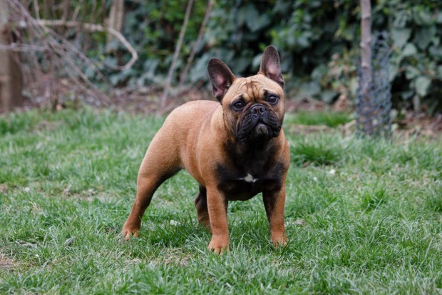 Francia bulldog 1 ves szuka kutya