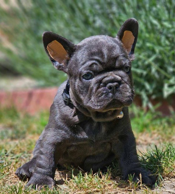 Francia bulldog 8-hetes kék színű csikmentes kan kiskutya eladó!