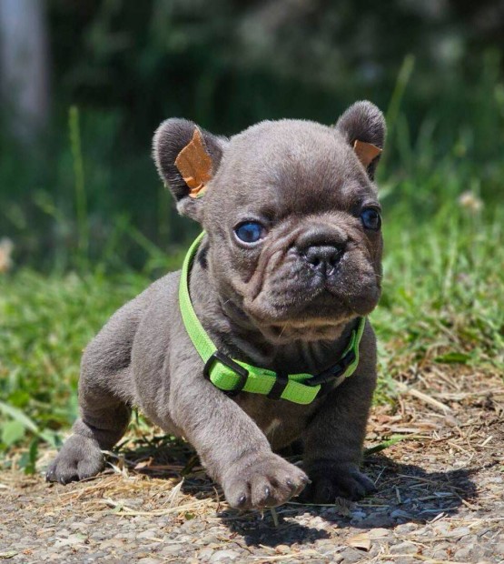 Francia bulldog 8-hetes kék színű csikmentes kan kiskutya eladó!