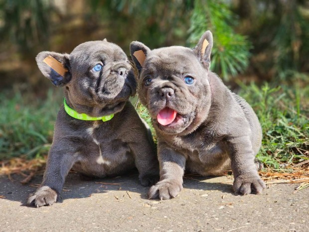 Francia bulldog 8-hetes kék színű extra minöségű kiskutyák eladóak!