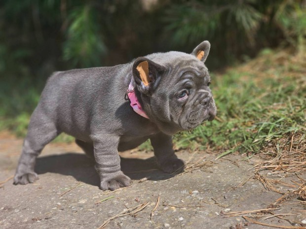 Francia bulldog 8-hetes kék színű extra minöségű kiskutyák eladóak!