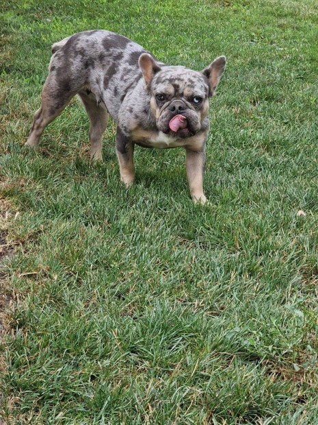 Francia bulldog Blue tan merle szuka