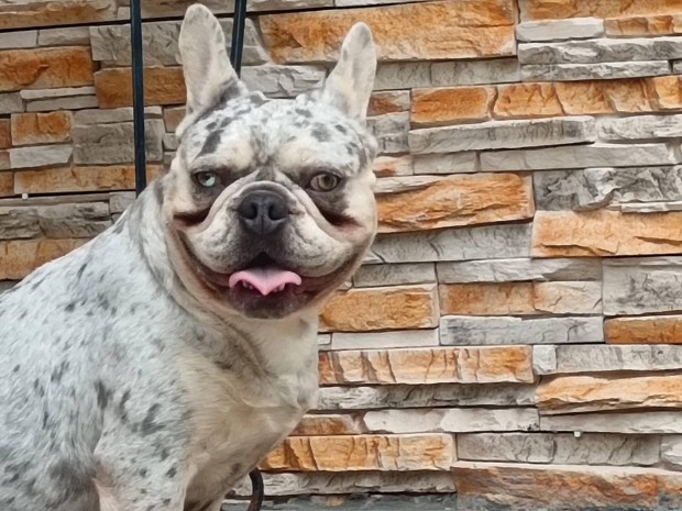 Francia bulldog (jelleg) kan