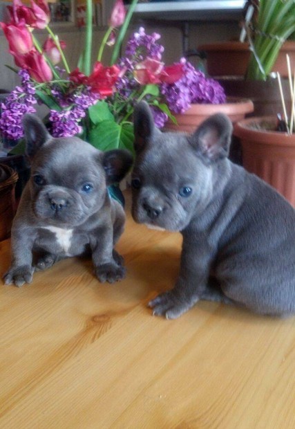 Francia bulldog, kék színű kiskutyák