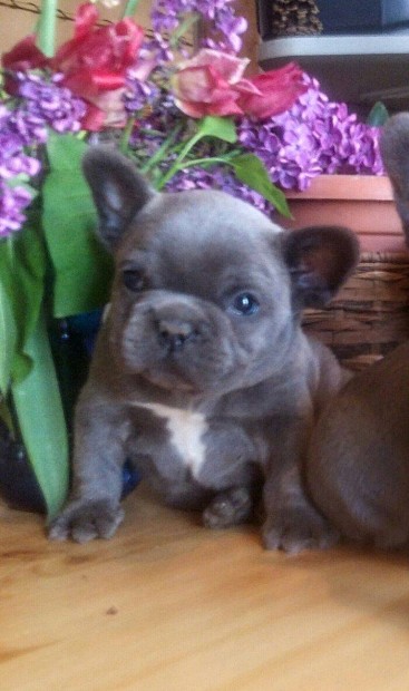 Francia bulldog, kék színű kislány