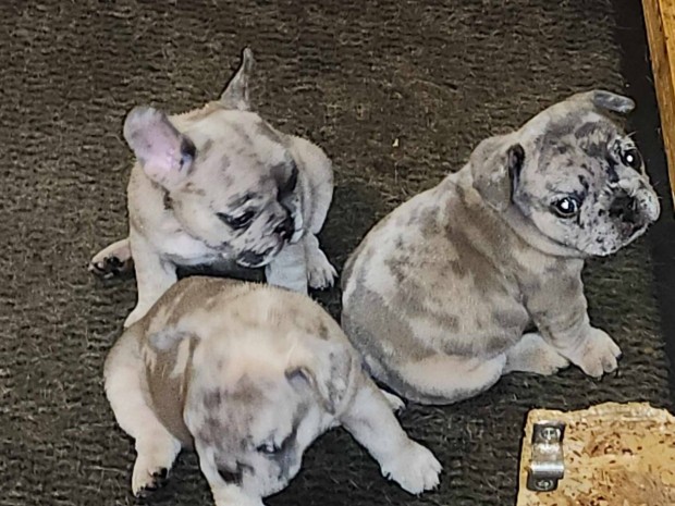 Francia bulldog babk
