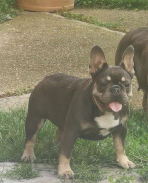 Francia bulldog blue and tan 10 hnapos szuka elad!