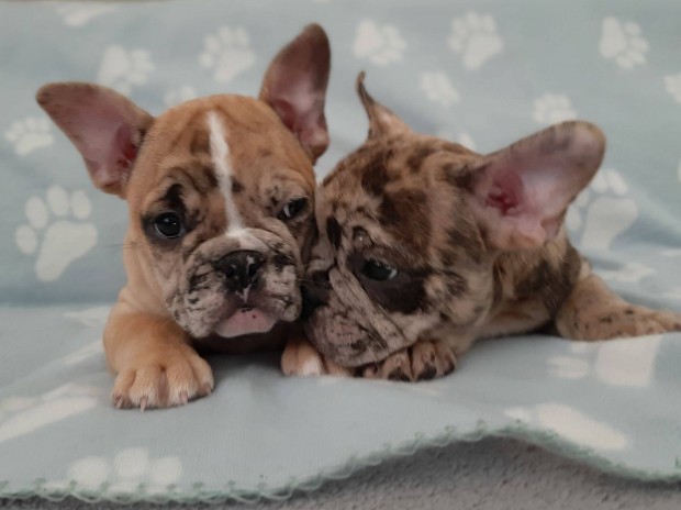 Francia bulldog brindle , merle