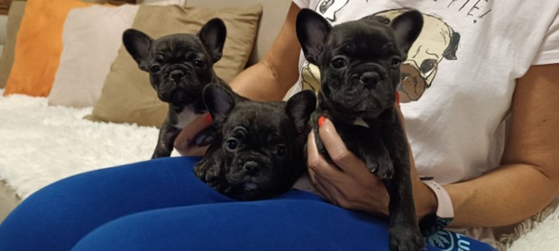 Francia bulldog eladó