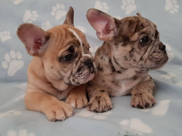 Francia bulldog elad merle , brindle