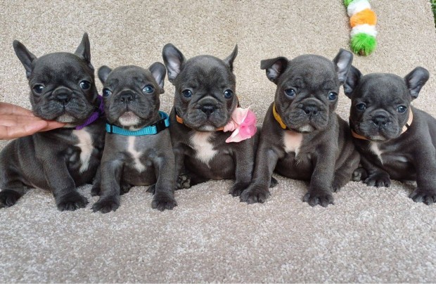 Francia bulldog fajtajelleg klykk