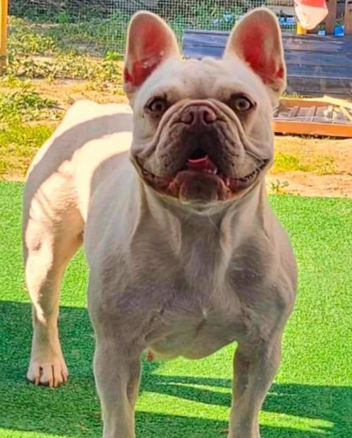 Francia bulldog fajtajelleg szuka kutyk