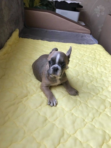 Francia bulldog fajtatiszta jellegű kan kiskutya