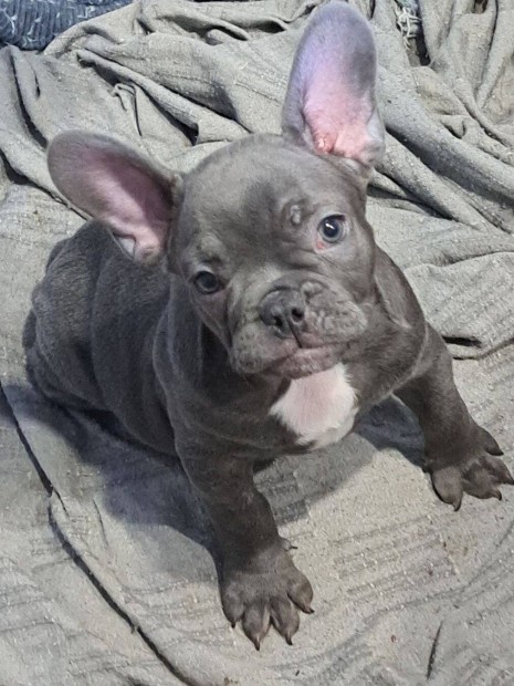 Francia bulldog fajtatiszta jellegű kiskutyák