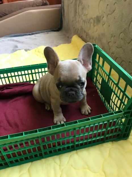 Francia bulldog fajtatiszta jellegű kislány