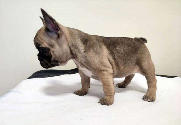 Francia bulldog fawn, szuka kiskutya