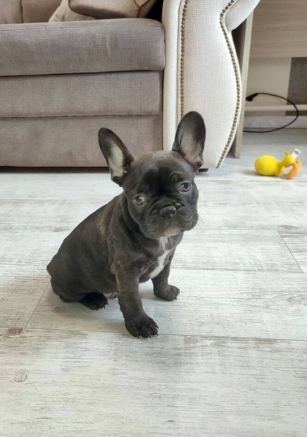 Francia bulldog fekete (csíkos), kan kölyök
