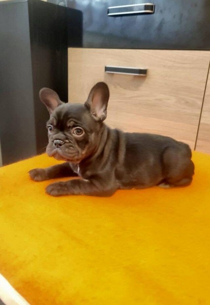 Francia bulldog fekete színű, szuka kiskutya