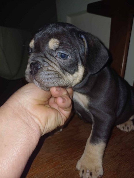 Francia bulldog fiú, csoki színű, fajtatiszta jellegű