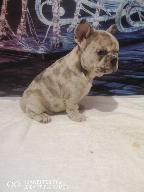 Francia bulldog franciabulldog babk