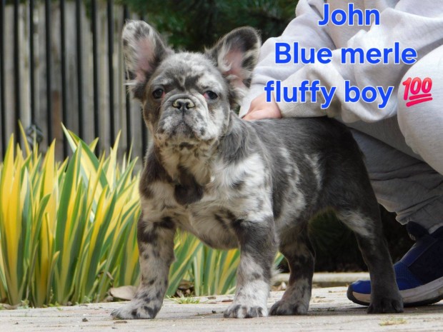 Francia bulldog jelleg Blue merle fluffy kisfi