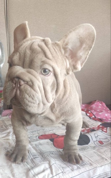 Francia bulldog jellegű big rope ingyen elvihető