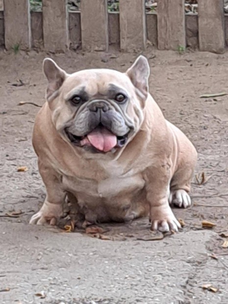 Francia bulldog jelleg felntt szuka ingyen elvihet!